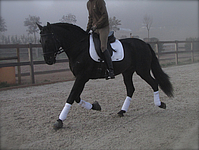Habanero, black andalusian stallion, PSG stallion