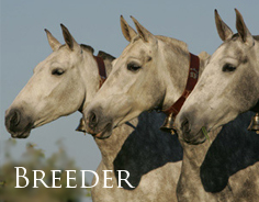 Breeder - Quality mares, fillies and all foals up to 1 year old with excellent bloodlines