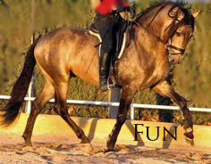 Fun - Beautiful, quality horses for people whose priorities lie more with having fun, enjoyment and development with their Spanish horse, than necessarily with winning the Nationals