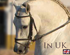 Spanish Horses for sale in the UK
