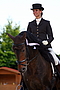 Andalusian stallion, bay, dressage
