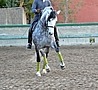 PSG stallion, Prix St George, Dressage, Andalusian stallion, PRE, Spanish horse