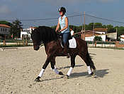 prix st george stallion, andalusian stallion