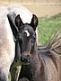 andalusian colt