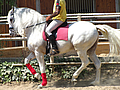 spanish stallion piaffe passage