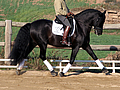 Habanero black andalusian dressage stallion escalera