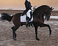Talented FEI grand prix dressage stallion