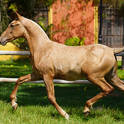 palomino stallion
