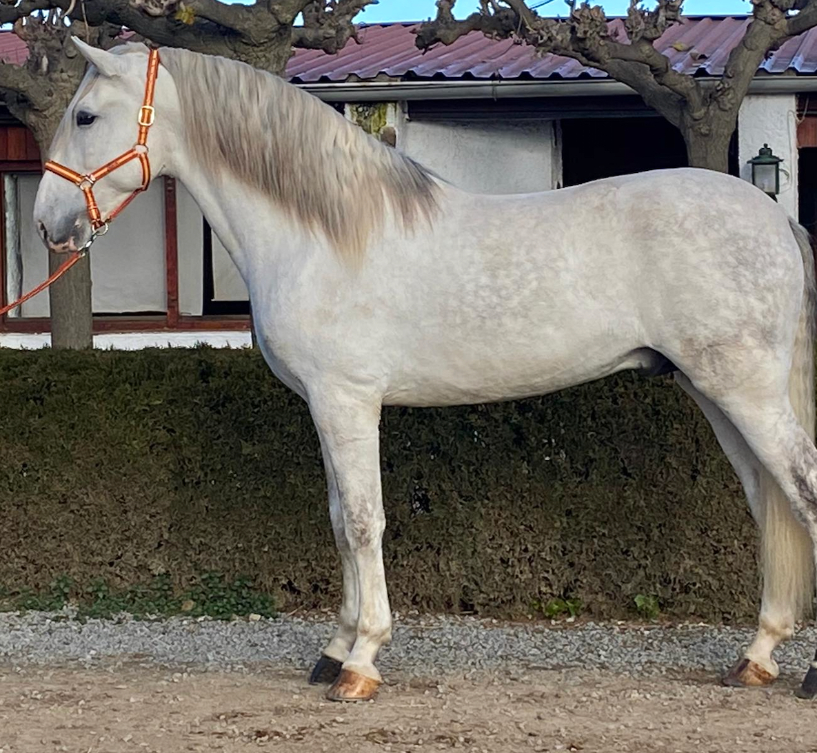 Andalusian stallion