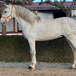 Andalusian stallion