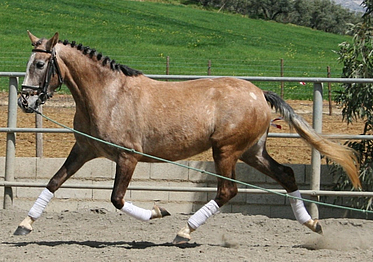 Ridden Mare