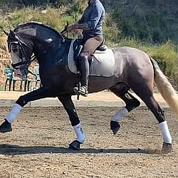 FEI dressage