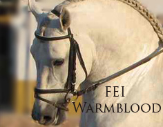 FEI Warmbloods