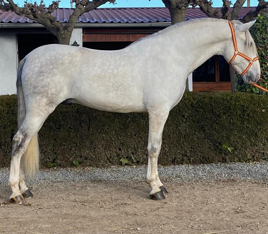 grey Andalusian stallion