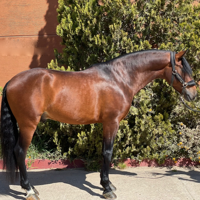 For Sale: Spanish Horse Specialists
