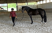 black stallion, black lusitano