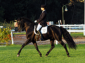 black andalusian stallion dressage schoolmaster pre grand prix calificado psg
